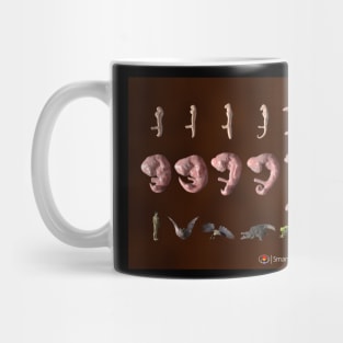 The Phylotypic Stage Mug